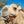 Scarlett (24) SOLD - Summer Land Camels