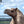 Sid (207) SOLD - Summer Land Camels