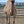 Sid (207) SOLD - Summer Land Camels