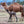 Tali (8) SOLD - Summer Land Camels