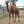 Tali (8) SOLD - Summer Land Camels