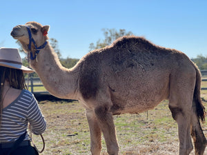 Tommy (OM43) SOLD - Summer Land Camels