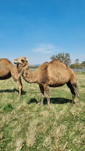 * Woolly Mammoth (356) - Summer Land Camels