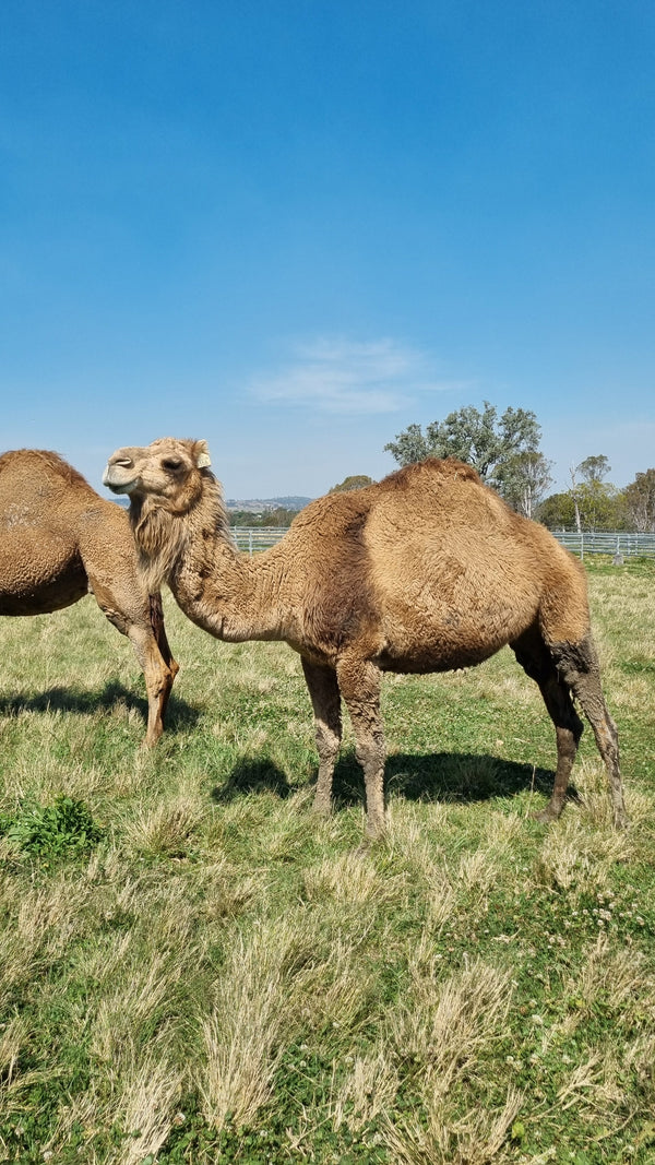 * Woolly Mammoth (356) - Summer Land Camels