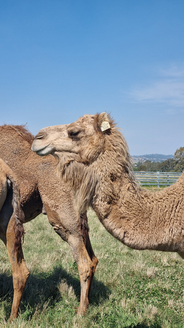 * Woolly Mammoth (356) - Summer Land Camels