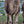 * Woolly Mammoth (356) - Summer Land Camels