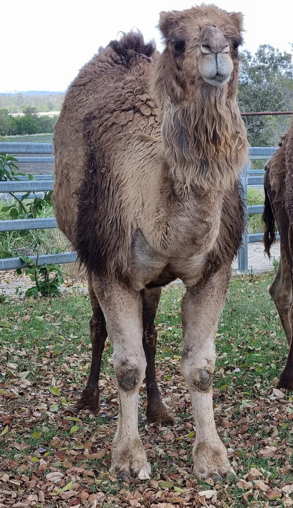 * Woolly Mammoth (356) - Summer Land Camels